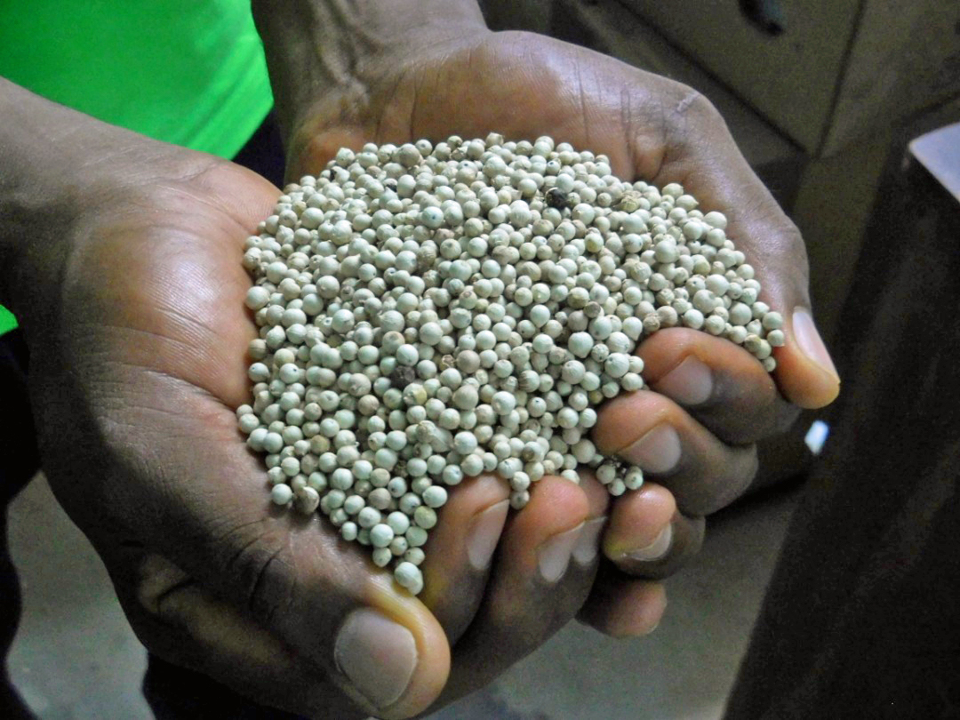 Cameroun : le poivre de Penja, produit du terroir aux arômes « magiques »